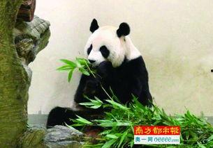 熊猫头狗仔爆料视频大全,视频大全背后的精彩瞬间 第3张 熊猫头狗仔爆料视频大全,视频大全背后的精彩瞬间 第3张